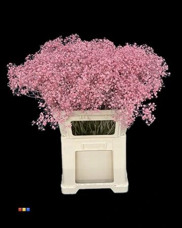 Gypsofila Xlence Pink 80 cm