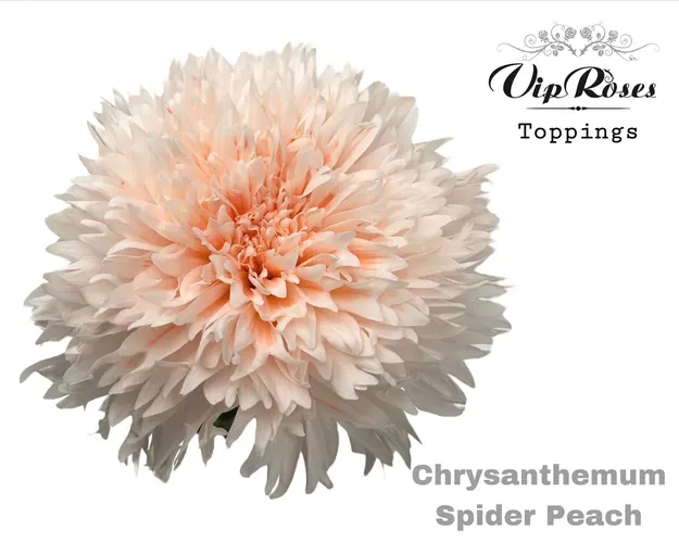 Chryzantéma veľkokvetá Spider Peach 70 cm