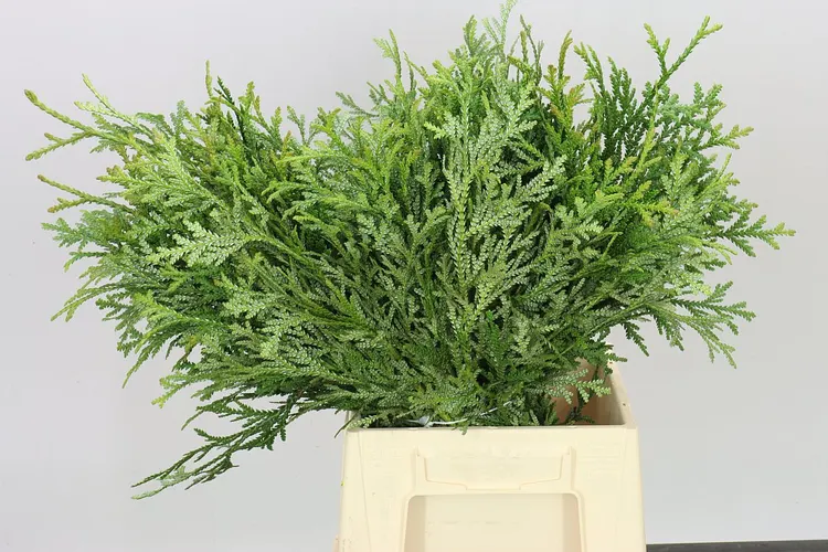Thjopsis Dolabrata 1,5 kg 45 cm