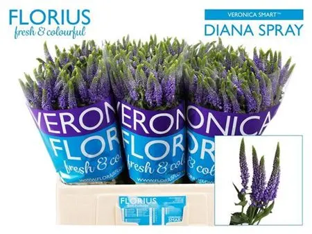 Veronica Spray Diana X20 60 cm