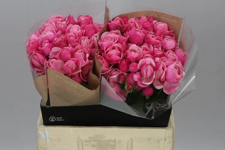Ruža trsová Silva Pink+ 60 cm