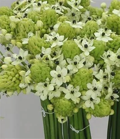 Ornithogalum Saundersiae Ex 80 cm