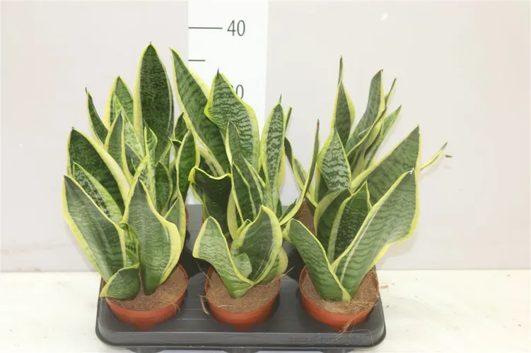 Sansevieria Tr Futura Superba črepník 13 cm