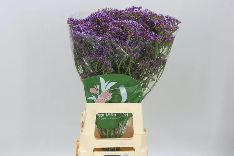 Limónium Pe Enchante 70 cm
