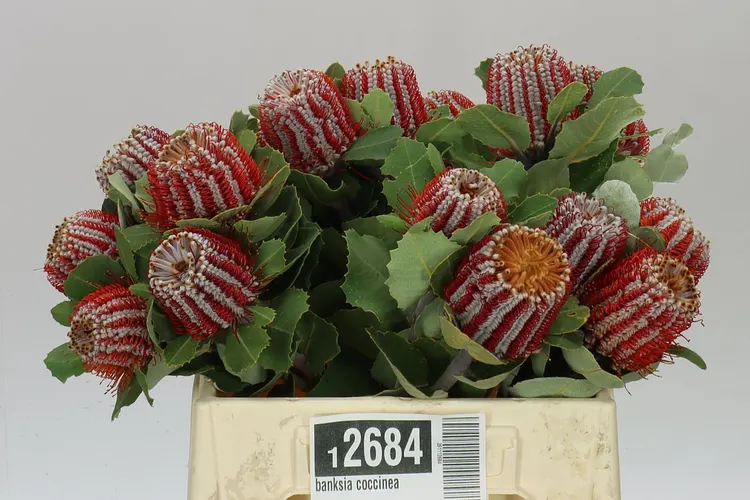Banksia Coccinea 40 cm