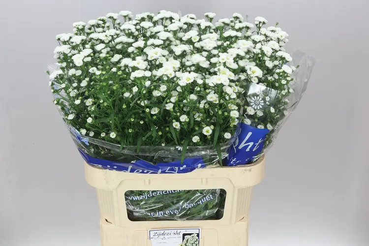 Aster Cassy Ex 80 cm