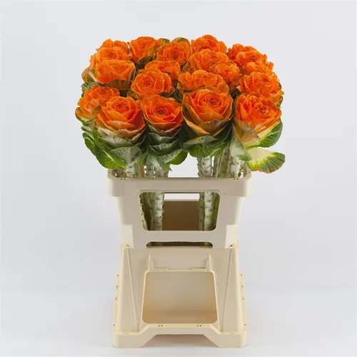 Brassica Painted Orange 60 cm