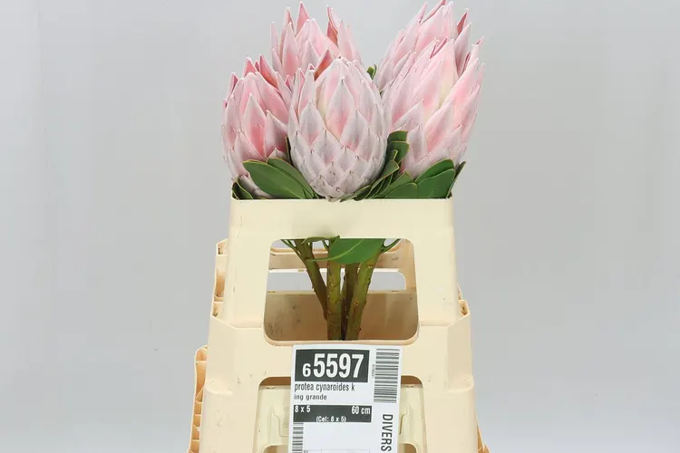 Protea Cynaroides King Grande 60 cm
