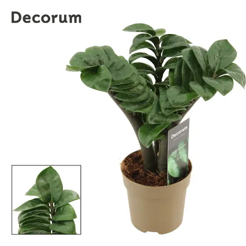 Zamiokulkas Zenzi V-leaf 11 Cm Decorum, 3 Veren črepník 11 cm