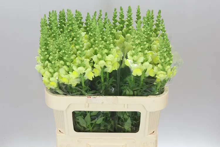 Papuľka Yellow 75 cm