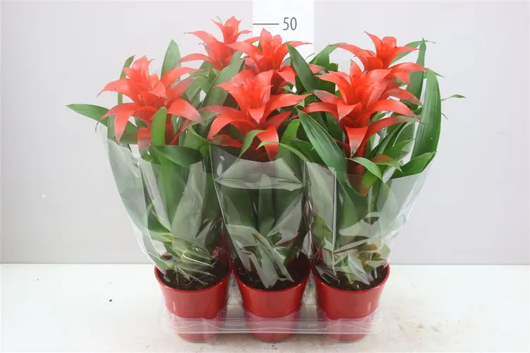 Guzmania Allura Keramiek črepník 13 cm