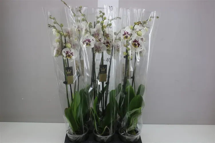 Phal Shapion 2 Tak črepník 12 cm