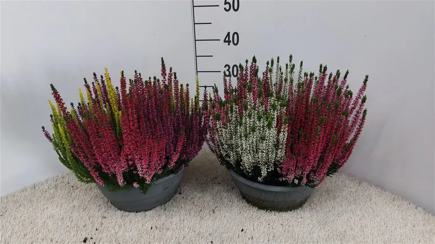 Vres Beauty Ladies v miske Trio X črepník 27 cm