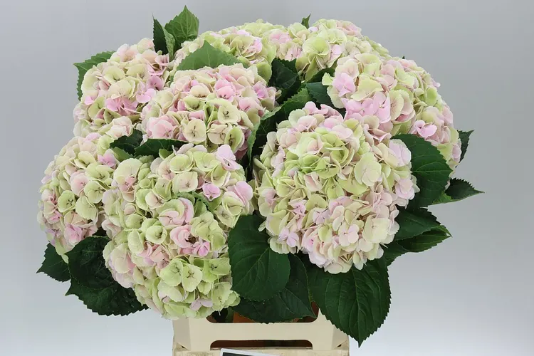 Hydrangea Matcha Classic 60 cm