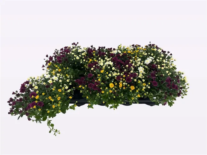 Chrysanth In Gardenmumsaic Carnaval Mix In Pot črepník 12 cm