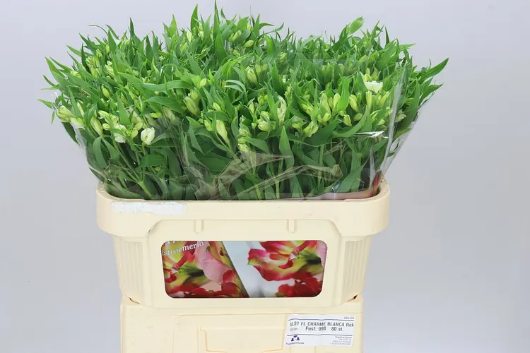 Alstroméria Charm Blanc 70 cm