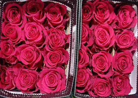 Rosa Gr Ec Born Beauty 60 cm