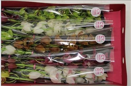 Orchidea Cymbidium mini mix X10 60 cm