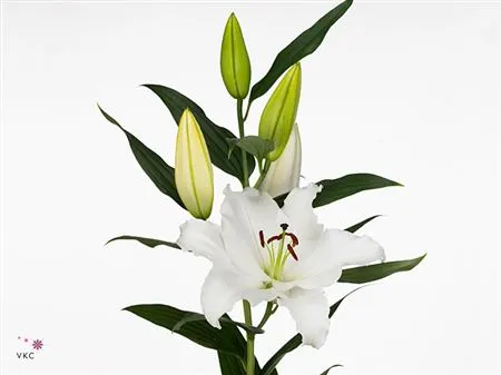 Lil Or Signum 90 cm