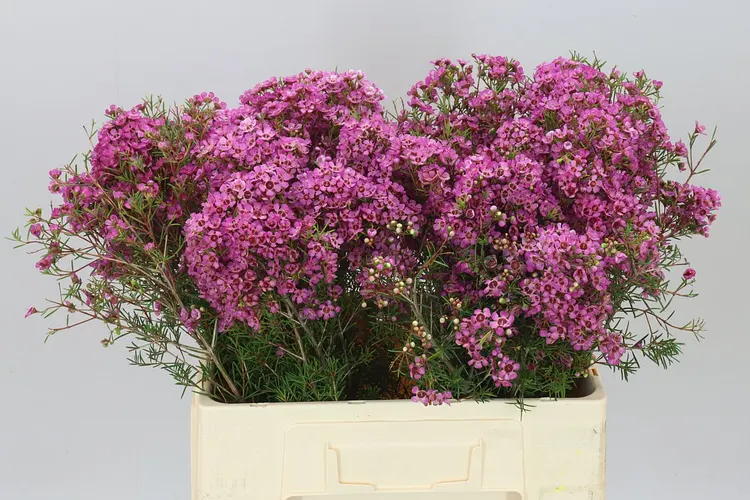 Chamelaucium Mars 60 cm