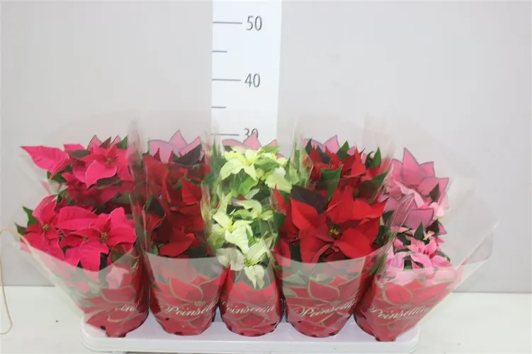 Euphorbia P Midi Princettia mix črepník 11 cm