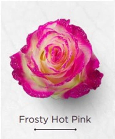 Ruža farbená Frosty Hot Pink, Ekvádor 50 cm