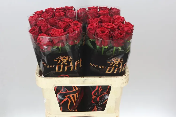Rosa Gr Red Naomi Sexy 80 cm
