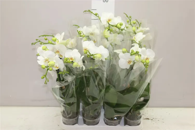Orchidea Phalaenopsis Midi biela, 1 výhon črepník 9 cm