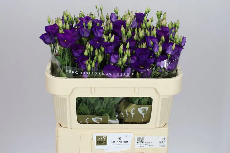 Eustóma jednoduchá Piccolo Violet 72 cm