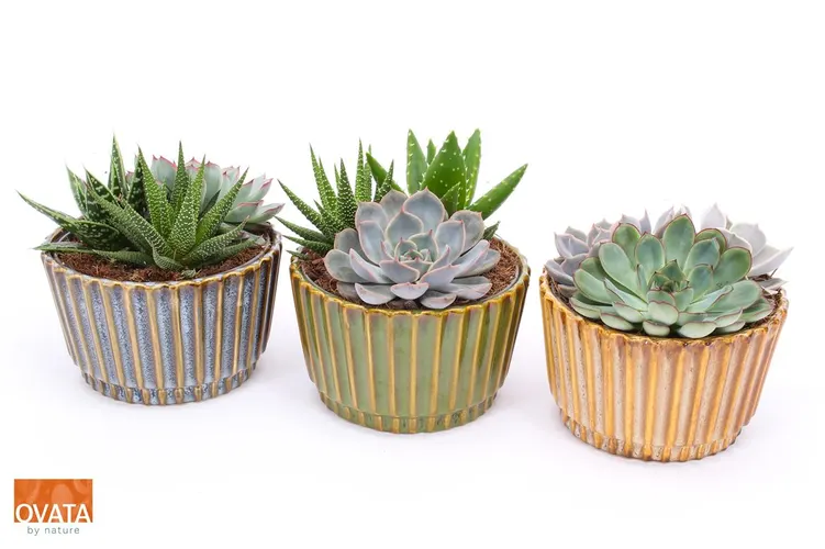 Succulenten Gemengd In Osaka črepník 16 cm