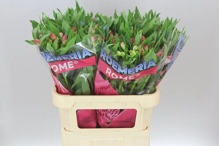Alstro Rome Xl 75 cm