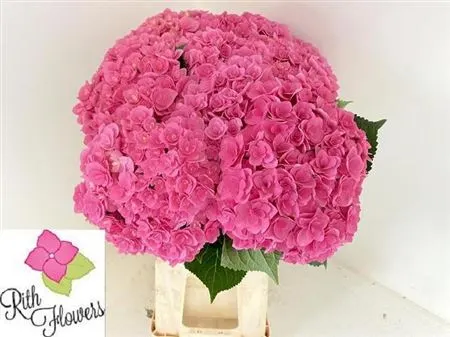 Hyd Kiss 80 cm