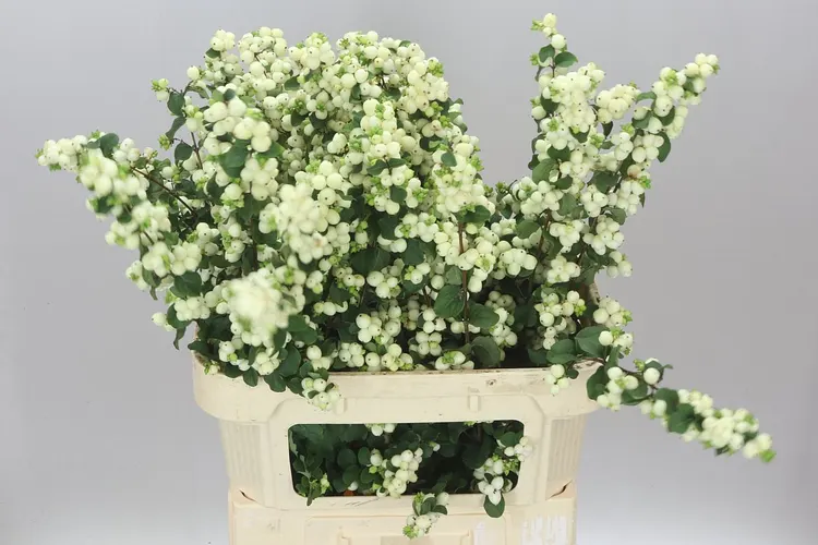 Symph Lemon Lime 80 cm