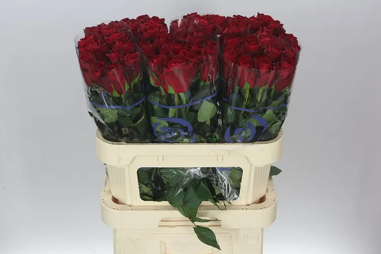 Ruža Madam Red 80 cm