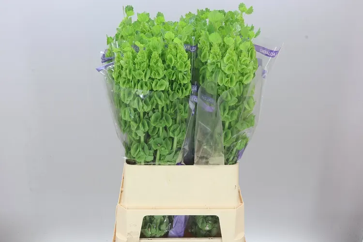 Molucella 90 cm