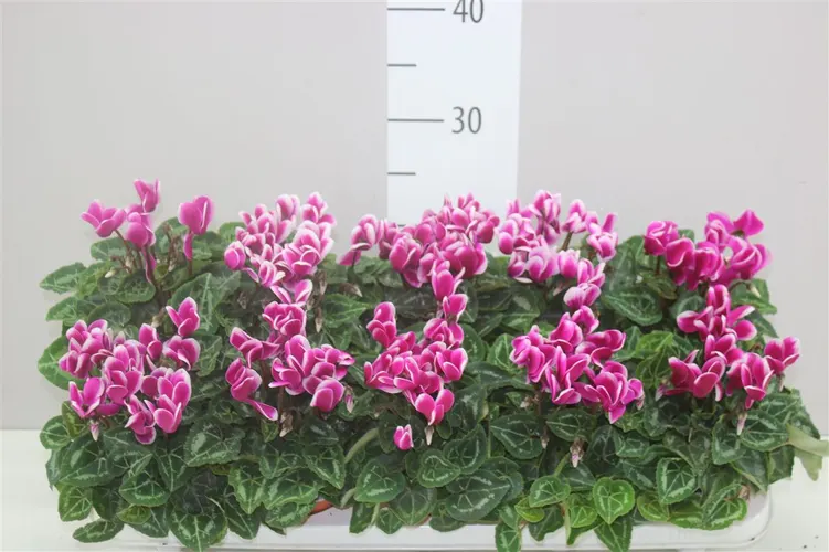 Cyklámen malokvetý Super Carino fialovo-biely črepník 10,5 cm