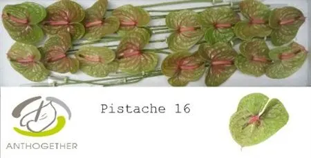 Anth Pistache