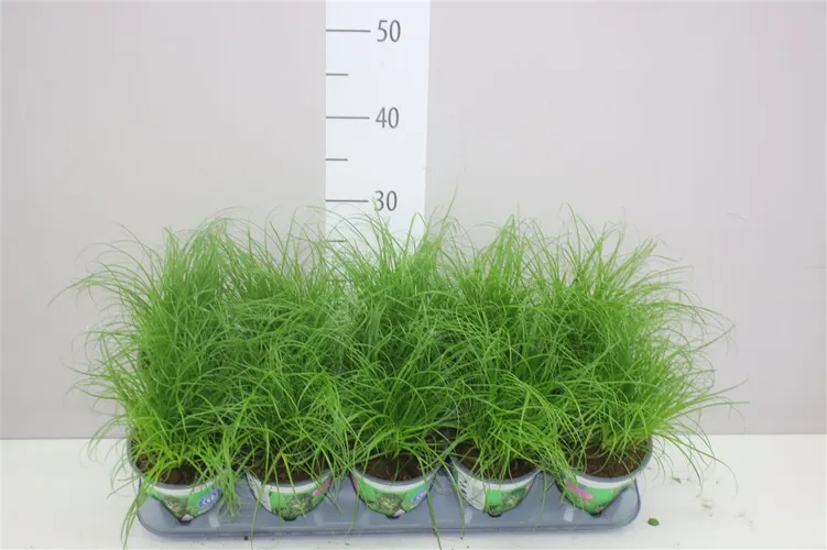 Cyperus Alt Zumula črepník 12 cm