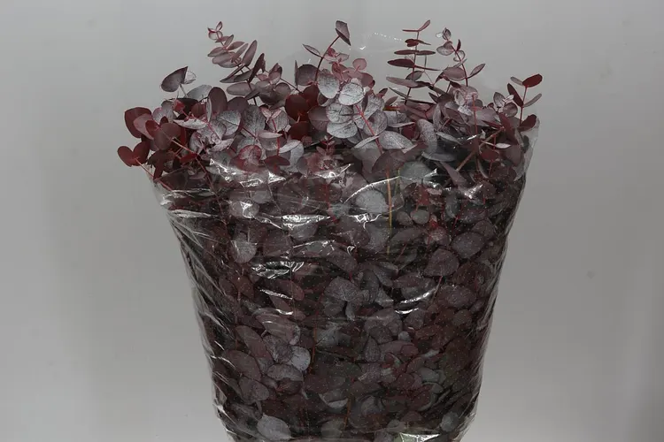 Eukalyptus Cinerea Abs Red 70 cm