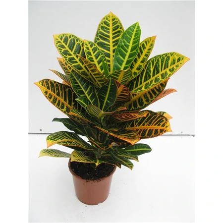 Codiaeum Petra črepník 17 cm