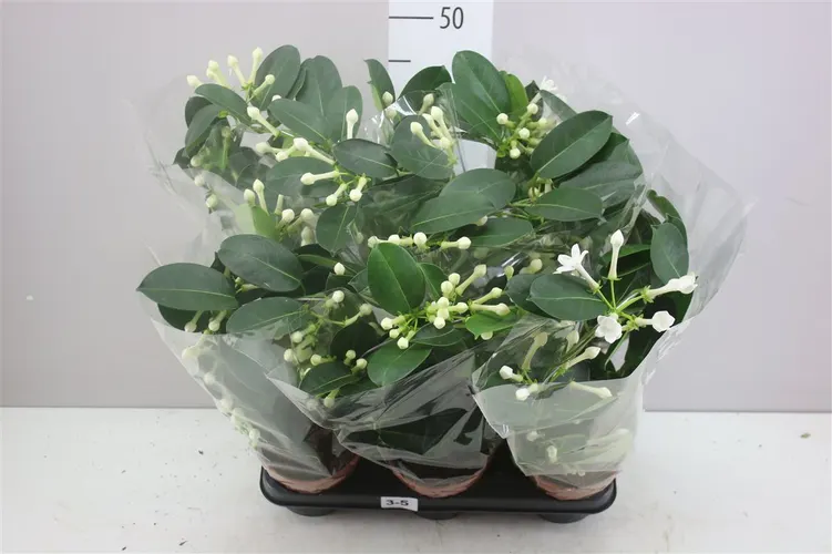 Stephanotis Fleur Parfum 3-5 črepník 12 cm
