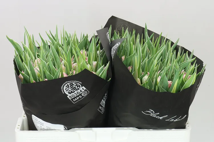 Tulipán plnokvetý Flash Point 37 cm