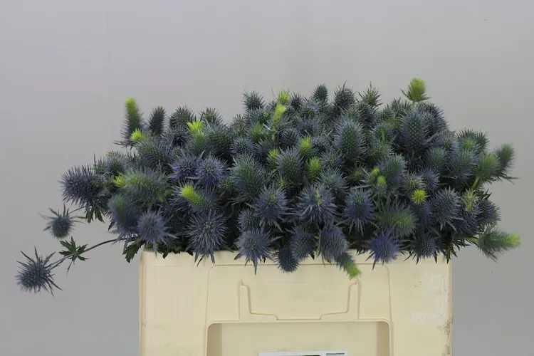 Eryngium Supernova 50 cm