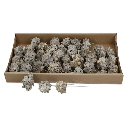 Sušené ovocie (Dried Fruit)