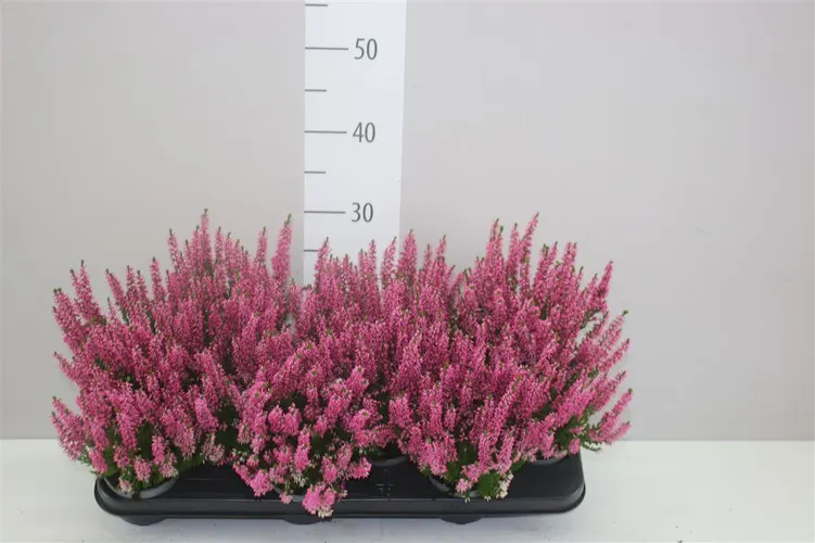 Calluna Beauty Ladies Roze črepník 9,5 cm