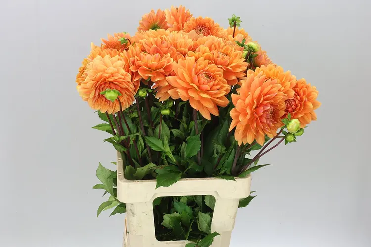 Dahlia Renate Tosio 60 cm