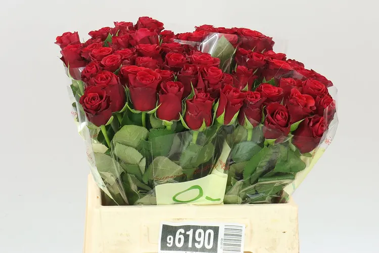 Rosa Gr Red Ribbon 40 cm