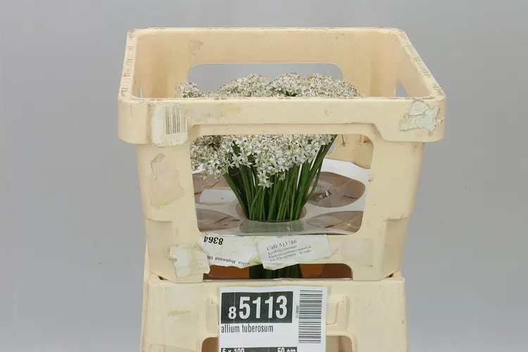 Allium Tuberosum 50 cm