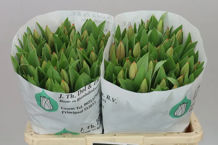 Tulipa En Ad Rem 42 cm