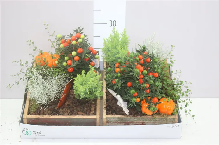 Arr Tuinplanten In Houten Kist Rechthoek črepník 28 cm